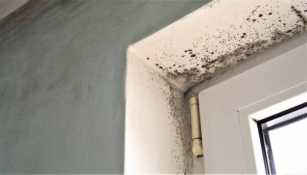 Best Basement Mold Removal  in Gettysburg, SD