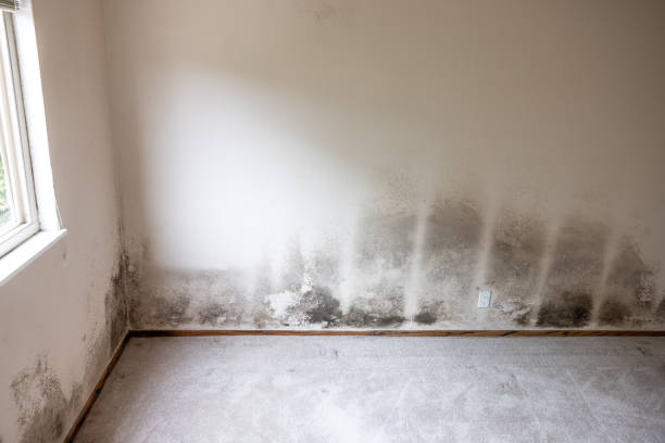 Best Commercial Mold Inspection  in Gettysburg, SD