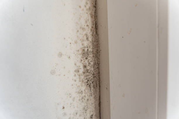 Best Mold Remediation for Healthcare Facilities  in Gettysburg, SD